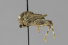 CollectionObject 1523458; 7579d326-9a80-4674-ad36-301e0e32452d: male, lateral view (holotype). (CollectionObject).