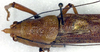 CollectionObject 1500325; 34d3cb2f-8a28-4c24-ab18-13839bc99373: male head and pronotum, dorsal view (syntype). (CollectionObject).