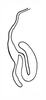 Brownacris karruensis Brown, 1972: Fig. 31. female spermatheca. (Otu).