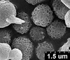 Brochosomes: !! display not done !! on Cuerna alba Oman & Beamer, 1944: CR820 | U.S.A., Texas, Romero | 6/22/1949 | OSAC. (Observation).