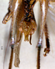 CollectionObject 1534912; BPBM 3224781, 9f46282f-11f1-4049-81d1-434c67751f7c: male subgenital plate. (CollectionObject).