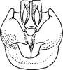 Pygofer ventral appendages, ventral view on Elachodelphax (Aschedelphax) borealis Hamilton, 2002: Pygofer, distal view. (Observation).