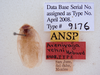 Arenivaga rehni Hebard: Photo by Heidi Hopkins. copyright ANSP. Data labels from holotype male of Arenivaga rehni in ANSP. (Otu).