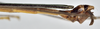 CollectionObject 1590070; d824a2ac-dcaa-47de-9aa4-9ec19910bf4e: copyright MNHN, Paris. male: end of abdomen, lateral view (holotype). (CollectionObject).
