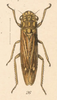 Habitus, dorsal view on Egidemia anceps (Fowler, 1899): (Observation).