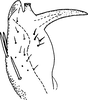 Subgenital plate: Subgenital plate. (Observation).