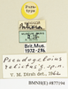 CollectionObject 1571056; 80a90711-ca5f-4ad9-89d8-08a34310f17c: female, labels (paratype). (CollectionObject).
