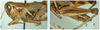 Melanoplus femurnigrum Scudder, 1899: female. (Otu).