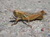 Melanoplus angustipennis (Dodge, 1877): male (Chadron, Nebraska, 6 July 2020). (Otu).