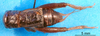 CollectionObject 1500759; 99e6c6e6-b70c-4df8-a157-40b8cd6e318e: male, dorsal view (holotype). (CollectionObject).
