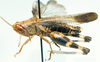 Pseudoarcyptera carvalhoi (Bolívar, 1890): male, lateral view. (Otu).