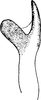 Stylus on Erythria algerica Dlabola & Janković, 1981: Stylus. (Observation).