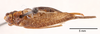 CollectionObject 1566468; 565c729b-a33b-4eb1-b7e6-a3fe4bbbbe6e: female, dorsal view (allotype). (CollectionObject).