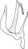 Aedeagus, lateral view on Anufrievia expansa Cao & Zhang, 2018: Aedeagus, lateral view. (Observation).