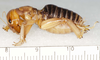 CollectionObject 2777518; 8ac568c4-b116-4503-a60c-2c11ee614a2e, CAS Entomology type 20066: male (holotype). (CollectionObject).