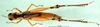 CollectionObject 1589653; 00e3a117-a9c7-4207-8f9c-b7b55b78b45e: female, dorsal view (paratype). (CollectionObject).