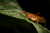FieldOccurrence 3739; f312b069-ef51-4b3c-99a7-ec3446bd4a23; Brazil: Rio de Janeiro
Rio de Janeiro, Parque Nacional da Tijuca, 2021/09/10-2021/09/11
Pedro Souza-Dias: female. (FieldOccurrence).