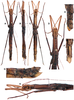 CollectionObject 1583610; ba594e2e-84da-4854-8cb5-f3d423bf131a: copyright RBINS, Brussels. female of synonym Pterohirasea nigrolineata (paratype). (CollectionObject).;CollectionObject 1583611; bbcd7678-6b27-46e0-93b8-d5699486194b: copyright RBINS, Brussels. female of synonym Pterohirasea nigrolineata (paratype). (CollectionObject).
