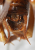 CollectionObject 1531294; fbe28d45-cd33-41f3-83e9-6911d6b896b3: male abdomen tip, dorsal view (syntype). (CollectionObject).