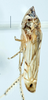 Habitus, lateral view: (Observation).