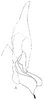 Subgenital plate: !! display not done !! on Cahya chapadensis (Baker, 1923): Stylus and sugential plate, dorsally. (Observation).