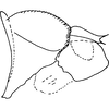 Pygofer, lateral view on Anufrievia broka Sohi & Mann, 1992: (Observation).