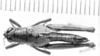 CollectionObject 1525992; ea4421ed-a580-4c30-956c-15dd633ef581: female, dorsal view (allotype). (CollectionObject).