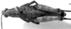 CollectionObject 1478834; a532bd9e-d661-462e-85a2-a20361aee5f3: male, dorsal view (syntype). (CollectionObject).