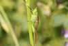 FieldOccurrence 3594; c19a07d9-0381-4796-afa6-eceb08002dad; Parque Nacional El Leoncito, 2020/01/18: male (January 2020). (FieldOccurrence).