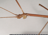 CollectionObject 1559564; NHMUK(SF IMPORT DUPLICATE) 844774, aa7b9465-9c12-4669-88e0-ede347c4c077: copyright Natural History Museum, London. male: head, lateral view (holotype). (CollectionObject).