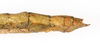 CollectionObject 1590189; 05bcff16-7f04-4c4e-ae04-145c53476550: copyright USNM, Washington. female end of abdomen, lateral view (paratype). (CollectionObject).;CollectionObject 1590190; ab173c49-77dc-406d-88c5-2e88b64a208f: copyright USNM, Washington. female end of abdomen, lateral view (paratype). (CollectionObject).
