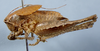 CollectionObject 2602151; 5a7c0088-82c0-4bb3-872b-6f2ad8854e7a, CAS Entomology type 20375: male, lateral view (holotype). (CollectionObject).
