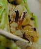 Tettigonia yama Furukawa, 1938: titillator. (Otu).