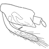 Pygofer, lateral view: Pygofer, lateral view (I. marginalis Vilbaste, 1968). (Observation).