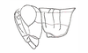 Dichroplus misionensis Carbonell, 1968: Fig. 83. male, head and pronotum, lateral view. (Otu).
