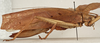 CollectionObject 1564314; da493302-2845-4b22-9f4b-946a202fc94c: female, lateral view (syntype). (CollectionObject).