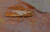 Copyright Paul Brock. German Cockroach, Blattella germanica, male. Captive stock Depicts Blattella germanica (Linnaeus, 1767), an Otu.