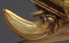 CollectionObject 1505855; d3407ae9-2a7d-453a-af00-79d1ecb72a9e: female ovipositor (holotype). (CollectionObject).