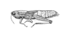 Aleuas paranensis Carbonell, 2008: Fig. 13. female habitus (Argentina, Prov. Corrientes, Arroyo San Joaquin at Provincial Route 126, length 44.5 mm. scale line 5 mm). (Otu).