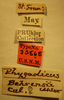 CollectionObject 1596664; 84eccaa9-2fa2-43d7-a08d-a283fb48e848: Phygadicus behrensii - Holotype Labels (NMNH) - (CC BY-NC 3.0) - Photo by Pablo M. Dellapé with permission from the National Museum of Natural History (NMNH), Smithsonian Institution, Washington, D.C. (CollectionObject).