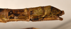 CollectionObject 1562011; d0fd38b0-812a-4732-b437-3bae1f4bbb2a: copyright OUMNH. female: end of abdomen, lateral view of Necroscia erechtheus (syntype). (CollectionObject).