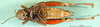 CollectionObject 1502041; b51f416f-6441-48d4-b536-7563dee48256, DORSA BA000651S01: female, ventral view (paratype). (CollectionObject).