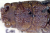 CollectionObject 1520828; f0f418f7-40b0-46ee-aec9-612bbdb7c663: female head and pronotum, dorsal view (allotype). (CollectionObject).