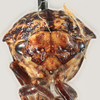 Head: !! display not done !! on Carynota maculata Funkhouser, 1915: (Observation).
