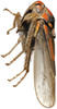 Habitus, lateral view on Brazosa encrustada Pinedo-Escatel & Dietrich, 2020: (Observation).