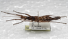 CollectionObject 1576287; f758bbdc-3c73-476e-84a7-7a4c4618d2cc: copyright SPM, Kinabalu. female, dorsal view (paratype). (CollectionObject).;CollectionObject 1576288; 88bb7868-3816-48de-be1d-53f70e07356b: copyright SPM, Kinabalu. female, dorsal view (paratype). (CollectionObject).