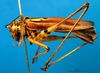 CollectionObject 1501736; 8f4ee044-d213-4c13-835f-fadb7e2979d4, DORSA BTpoeannS05: female, lateral view (syntype). (CollectionObject).