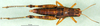 CollectionObject 1594833; a0d2ee86-4692-4b93-a90d-87213dbc139f: female, dorsal view (paratype). (CollectionObject).