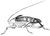 Metholce nigritarsis Walker, 1871: Pl. IV, Fig. 68. female habitus (Metholce roseipennis; pronotum length 10.3 mm, tegmina 23 mm, ovipositor 13.3 mm, "Tarsi omnes nigri."). (Otu).