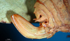 CollectionObject 1500588; 091bb242-262d-4ce0-8b1d-d78a7002f953: female ovipositor (holotype). (CollectionObject).